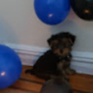 Meet your Posher, Heiley